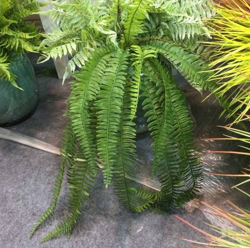 Boston Fern Plant 70cm/27.56"Artificial Simulation Persian Leaves Hanging Basket Greenery,Indoor/Outdoor Hanging Plant
