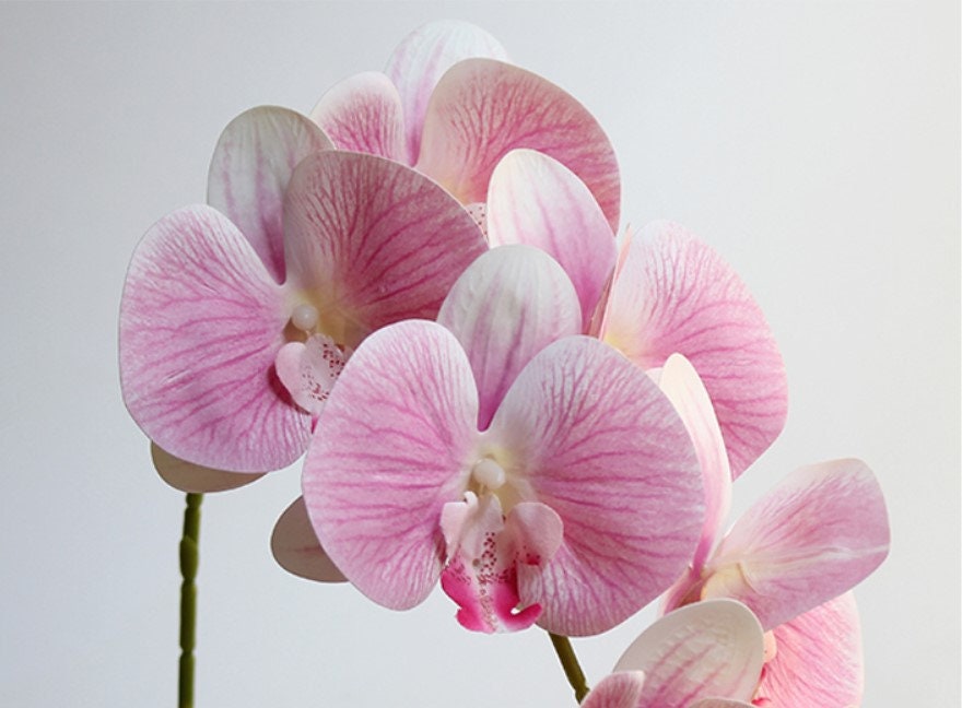 5 Stems Feel Hand Touch Simulation 3D Orchids Flowers Length 107cm/42.12" Wedding Dinner Venue Decoration Butterfly Phalaenopsis Flowers